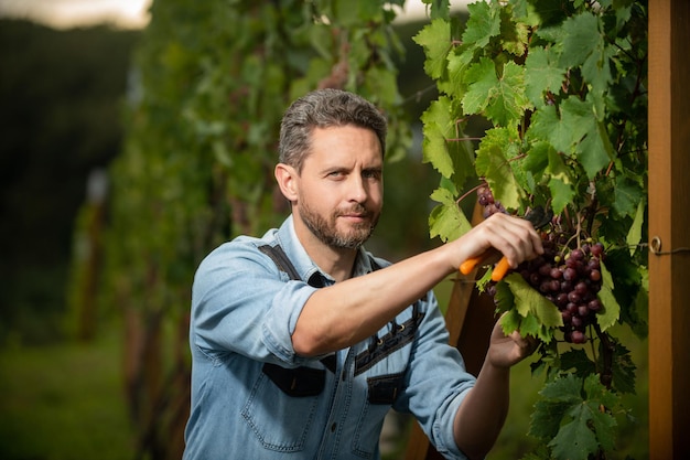 vineyard owner cut grapes with gardening scissors, winery.