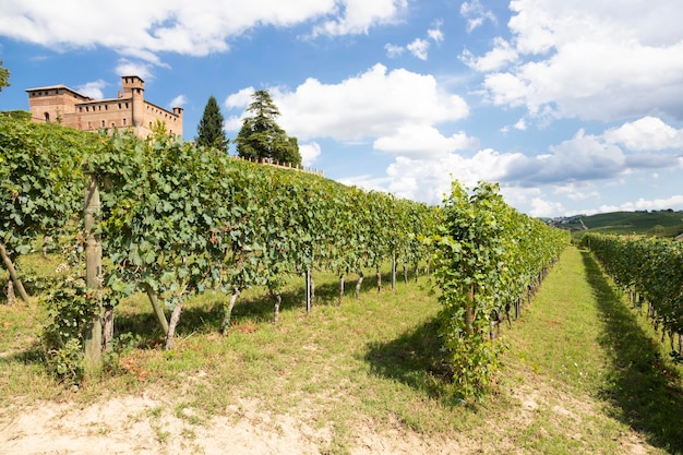 Vineyard in Piedmont Region, Italy, with Grinzane Cavour castle in the background. The Langhe is the wine district of Barolo wine.