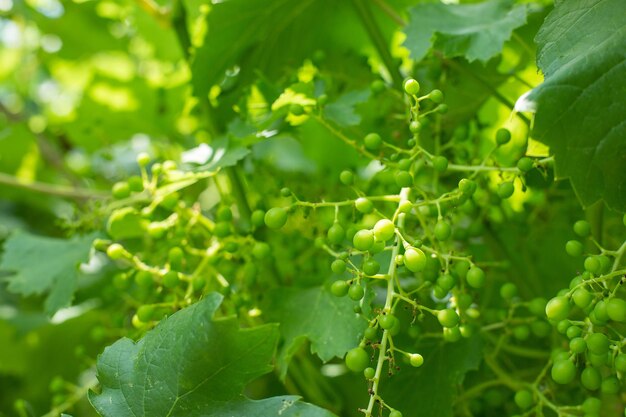 Vineyard plantation in summer Green growing vine formed by bushes