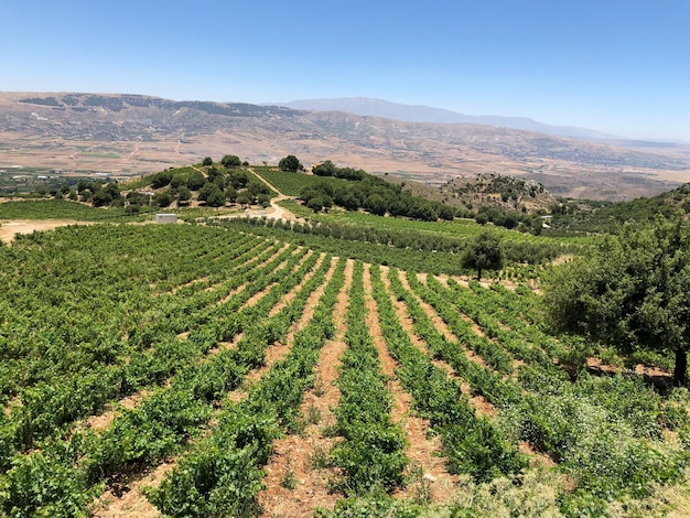 Vineyard in qanafar bekaa valley