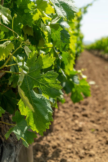 Vineyard Ready to Produce Wine