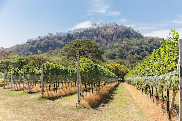 Vineyard row in mountainous background with blue sky