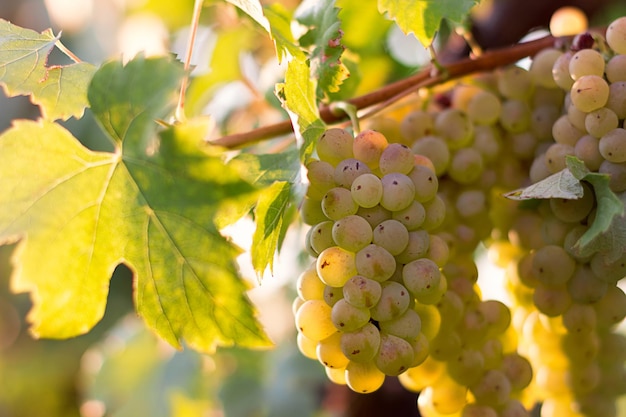 Vineyard at sunset. Landscape with autumn vineyards