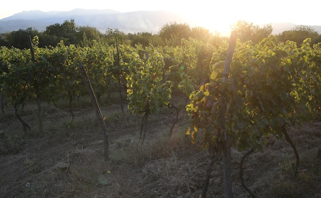 Vineyard at sunset Vine on rural landscape Vinery farm in summer evening Organic and vegetarian food Agriculture or farming and harvest concept