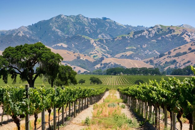 vineyard with rows of grapevines leading to the horizon