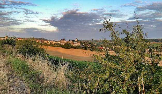 Vineyards in the champagne region near Reims in France