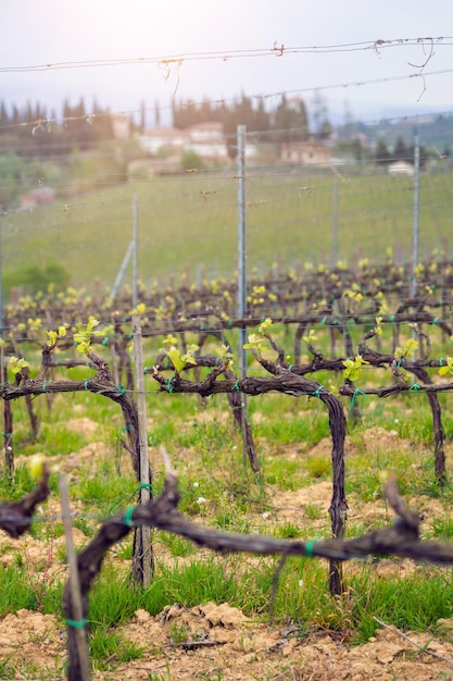 Vineyards in the hills of Tuscany