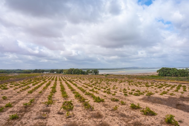 Vineyards next to the lagoon in the La Mata Natural Park in Torrevieja Alicante