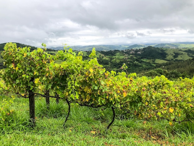 Vineyards in the mountain during cloudy raining season Grapevines in the green hills