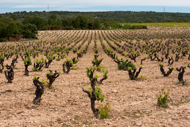 Vineyards in summer Fontanars dels Alforins Valencia Spain