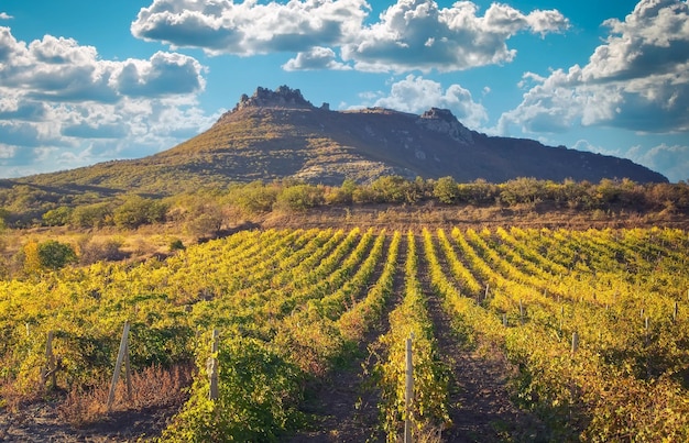 Vineyards in a valley among the Crimean mountains Composition of nature