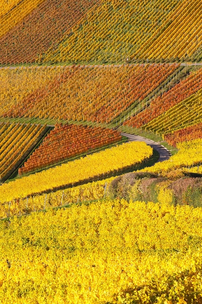 Vineyards wine autumn fall season colorful leaves nature portrait format