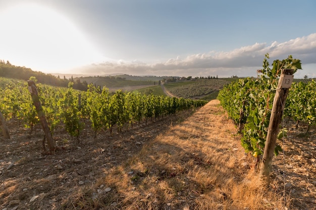 Vineyards with grapevine and winery along wine road in the evening Tuscany Italy