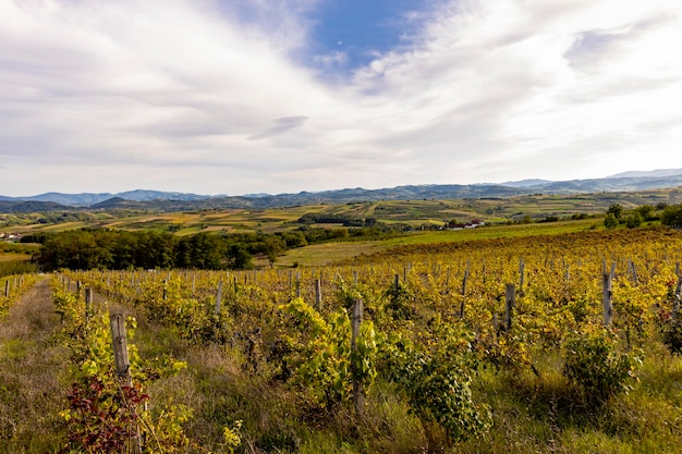 Vineyards in the Zupa Aleksandrovac Serbia