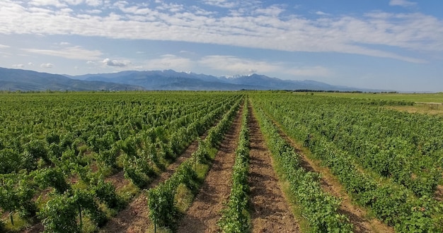 Vineyards