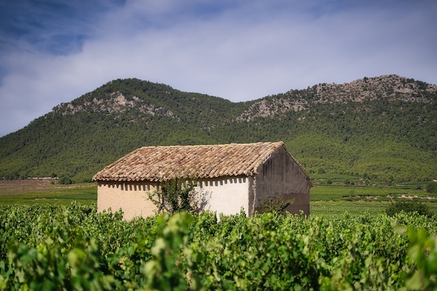 Vineyeard landscape.