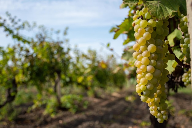 Viniculture and white grapes for Chardonnay wine