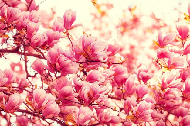 Vintage blooming magnolia tree in the park Springtime