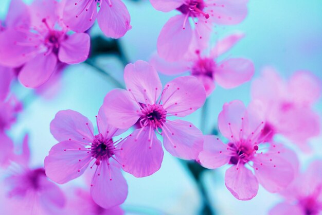 Vintage blooming orchard Blossoming cherry tree branch on a blue sky background