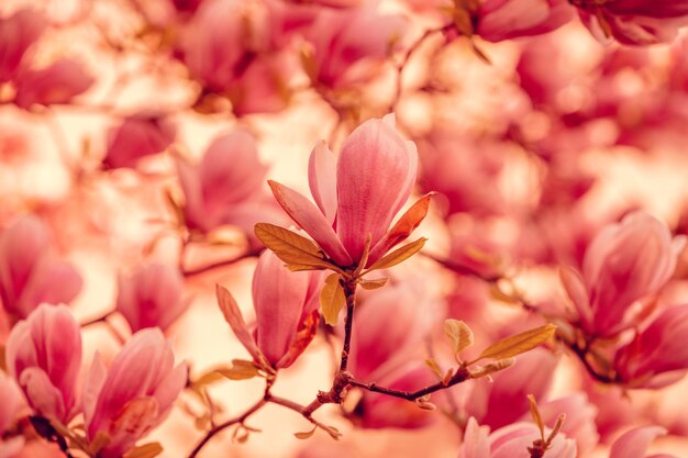 Vintage blossoming magnolia tree in the park Springtime