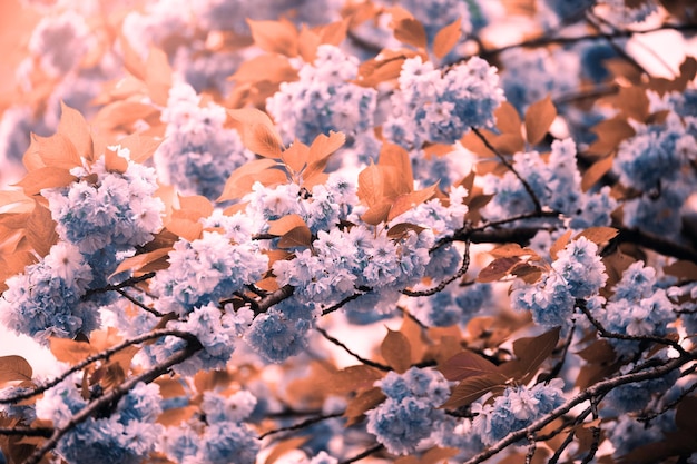 Vintage blossoming sakura in the morning Springtime Easter natural flower background Blossoming cherry branches Orchard in spring