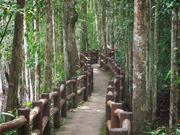 Vintage bridge in deep forest