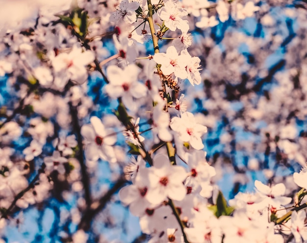 Vintage cherry flowers in bloom at sunrise as nature background for spring holiday design floral dream garden