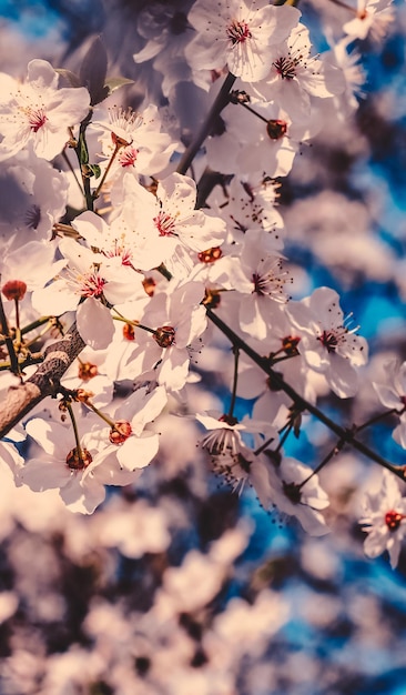 Vintage cherry flowers in bloom at sunrise as nature background for spring holiday design floral dream garden