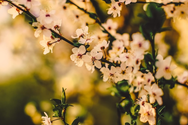 Vintage cherry flowers in bloom at sunrise as nature background for spring holiday design floral dream garden