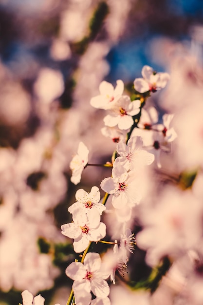 Vintage cherry flowers in bloom at sunrise as nature background for spring holiday design floral dream garden