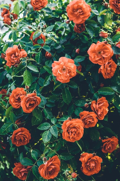 Vintage floral gift card Red roses bush in garden Selective focus Flowering A beautiful flowers Nature wallpaper Summer season