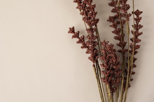 Vintage herbarium Composition of pressed and dried graceful meadow flowers on green paper background