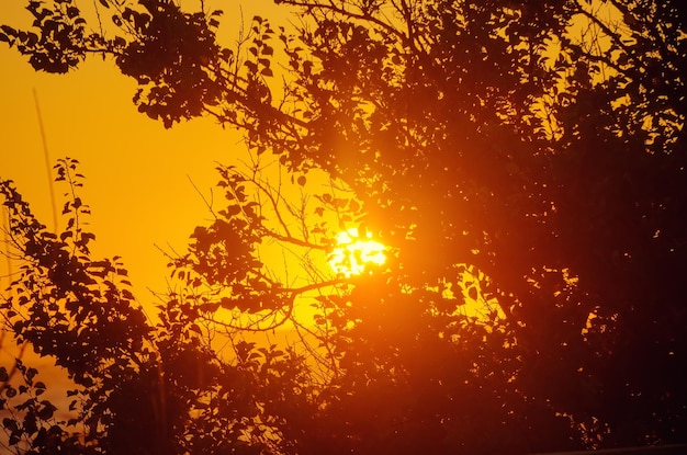 Vintage natural sunny background with tree branches at summer sunset