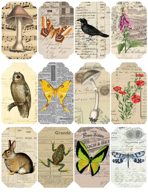 Photo vintage nature tags ephemera