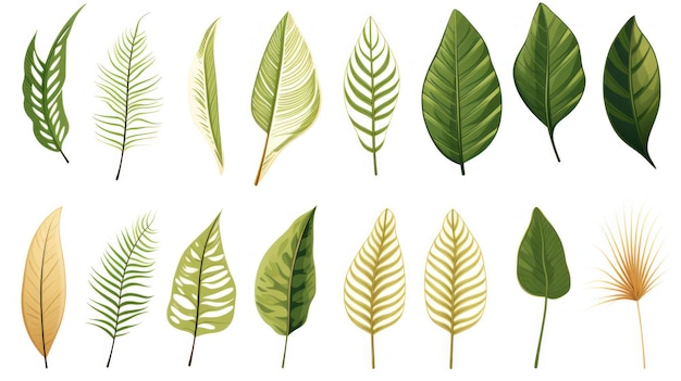 vintage palm leaves nature botanical decorative collection Vector illustration isolated collection tropical leaf set