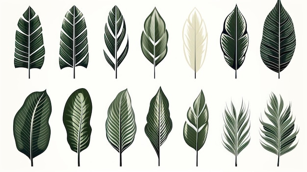 vintage palm leaves nature botanical decorative collection Vector illustration isolated collection tropical leaf set