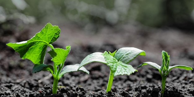 Vintage seedling growing on the ground in the rain