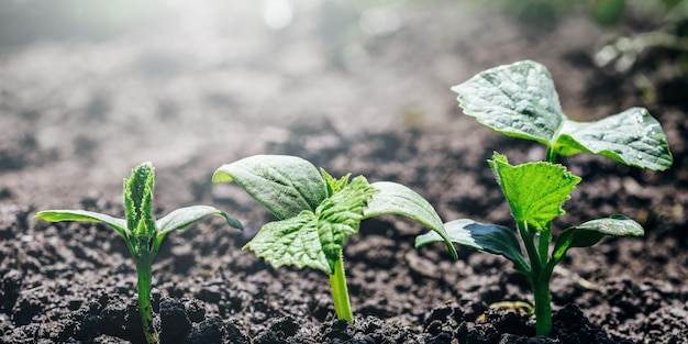 Vintage seedling growing on the ground in the rain