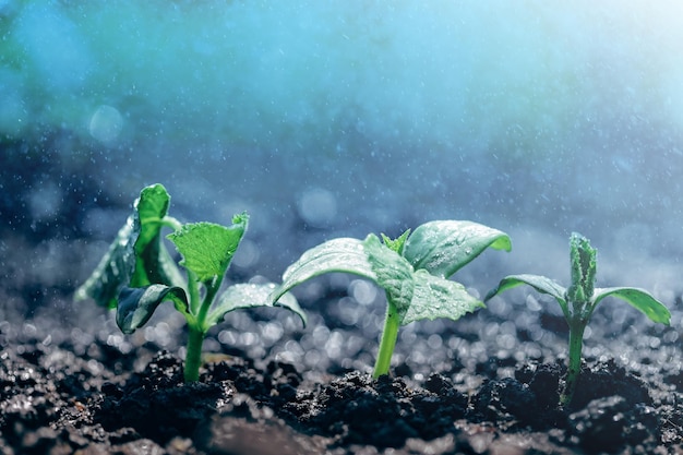 Vintage seedling growing on the ground in the rain