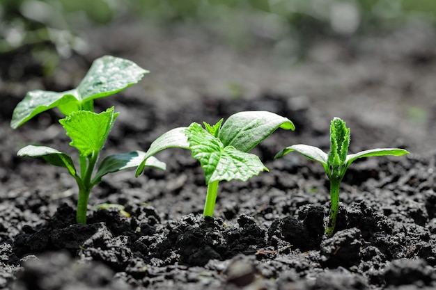 Vintage seedling growing on the ground in the rain