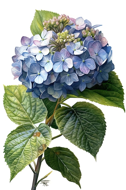 Vintage style watercolor painting of a hydrangea Generative AI