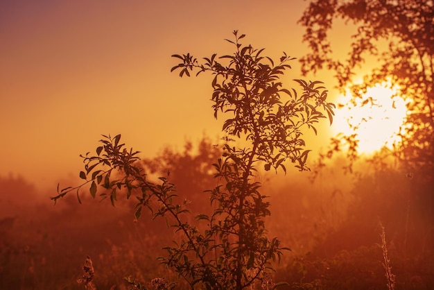 Vintage sunny background