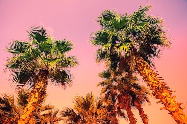 Vintage tropic palm trees against sky at sunset light