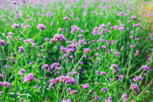 Vintage Verbena Flower