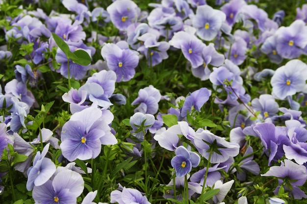 Viola flower field