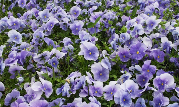 Viola flower field