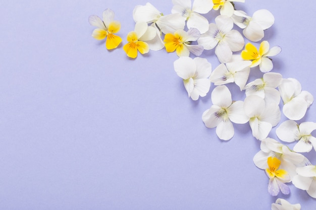 Viola flowers on color paper  table