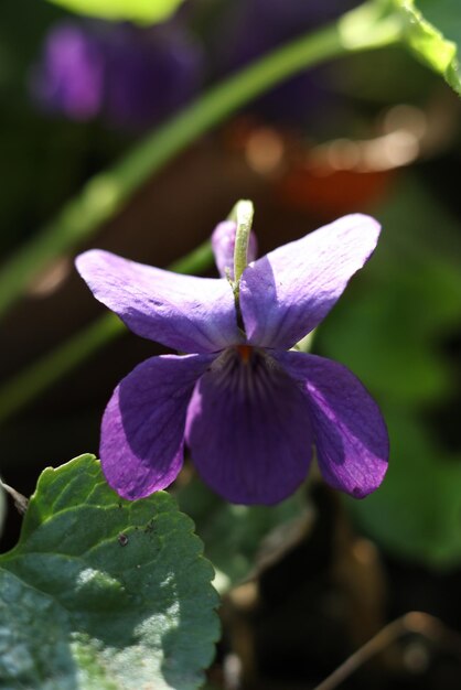 Photo viola odorata commonly known as wood violet is a species of flowering plant in the family violacea