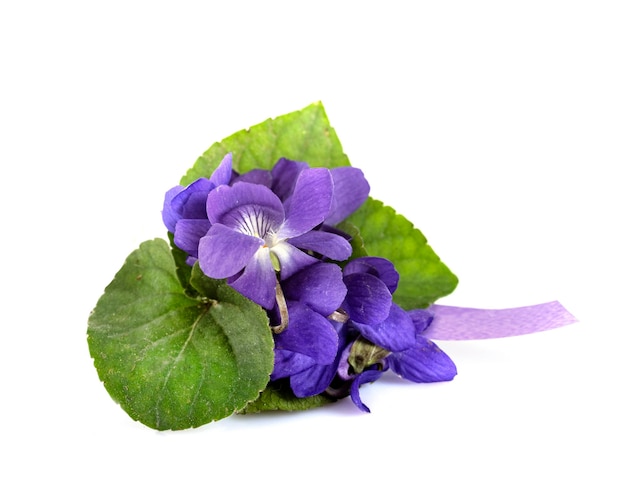 Viola odorata in studio