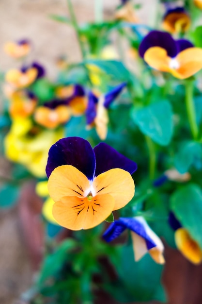 Violas attached to a wall in Pienza Tuscany